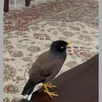 میلا گمشده محدوده قصبه