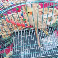 گمشده عروس هلندی گلباقلی قهوه ای