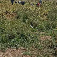 نیازمند کارگر