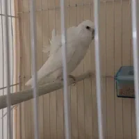 پروانه ای دوگل