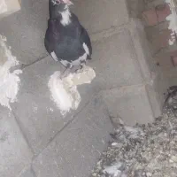 کفتر