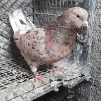 ۷۰۰