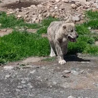 توله سگ