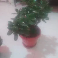 گل وکاکتوس