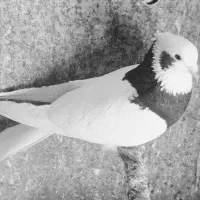 کبوتر ماده خوشرنگ سرکه ای و ماده طوقی سیاه بزن