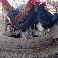 فروش خروس محلی