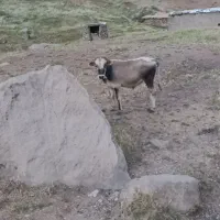 گوساله نر