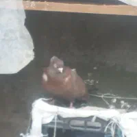 دوتا کبوتر بفروش میرسد