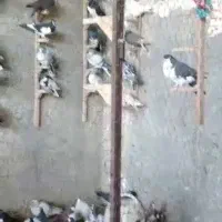 کبوتر|پرنده|کازرون, |دیوار