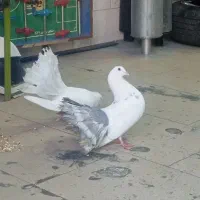 دم چتری کله لرزون