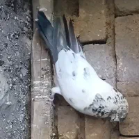 کاشونی  پرشی سبز کله فندقی نوک ریز ساعتی معاوضه