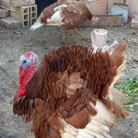 بوقلمون نر نژاد بیوتی