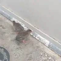 مرغ شاخدار