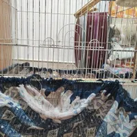 عروس هلندی پیدا کردم