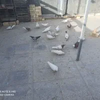 کفتر