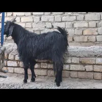 کهره.کهره نر .بز .میش