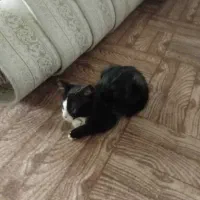 گربه 2ماهه|گربه|ابهر, |دیوار