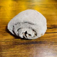 فسیل قدیمی