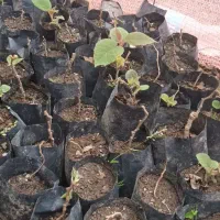 نهال‌کیوی هایوارد