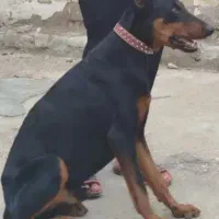 سگ دوبرمن