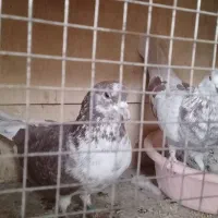 سلام خدمت دوستان یه جفت کبوتر خوب