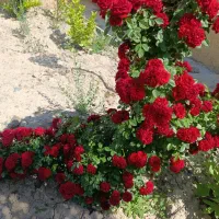 باغ ویلا۵۰۰متری
