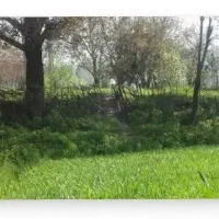 زمین ۲۹۳متر باغی