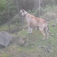 سگ سرابی ماده