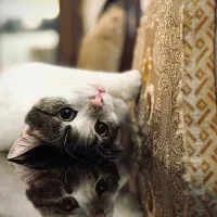 واگذاری گربه مهربون و بغلی ( اشین )