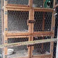 کبوتروگنجه