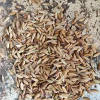 کشاورز حرفه ای شلتوک