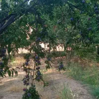 باغ-هزار-متری-جنب-دانشگاه-آزاد-چشمه-برقی