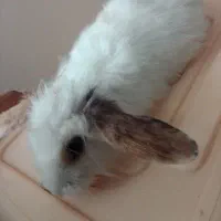 بچه خرگوش