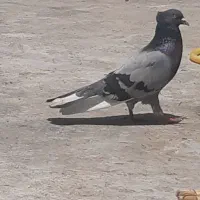 1۰عدد کبوتر پرشی ویک عدد المانی