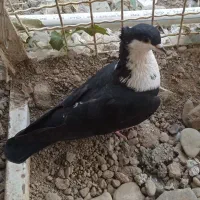 کبوتر