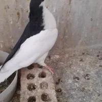 خوشرنگ کاکلی چپ کاکلی