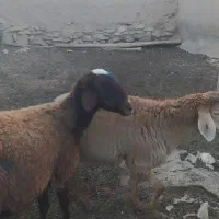 میش داشتی سالم سرحال