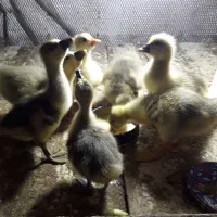 جوجه  غاز  اکراینی