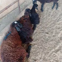 بره نر سبک یکی سی کیلو