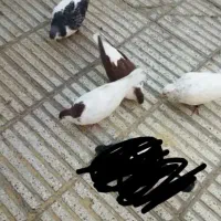 چهارتاباهم 1تومن