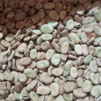 باقله پزا عالی برای کاشت هم داریم