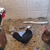 مرغ و خروس لهستانی