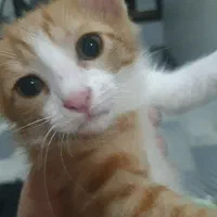 واگذاری فوری بچه گربه