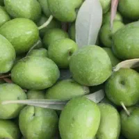 زیتون سبز برای ترشی
