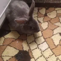 خرگوش نر و بازیگوش