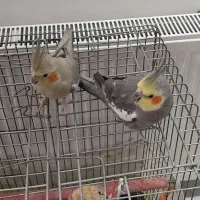 عروس هلندی جفت