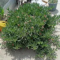 گل موزی