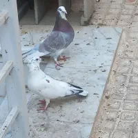 کفتر|پرنده|یزد, |دیوار