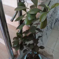 گل و گیاه