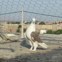 کبوتر